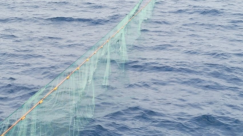 Example of a gillnet with a steelhead caught in the mesh (Photo: Chrys Neville)