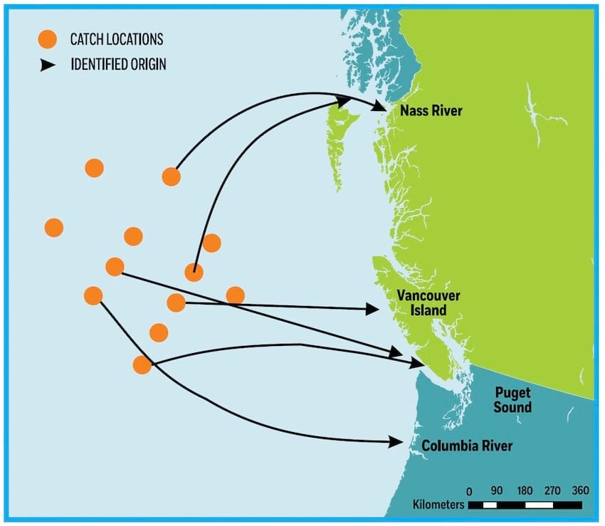 Rivers of origin of mature steelhead caught in the study