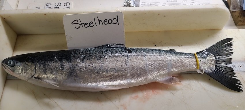 Typical steelhead caught in the study (Photo: Chrys Neville)