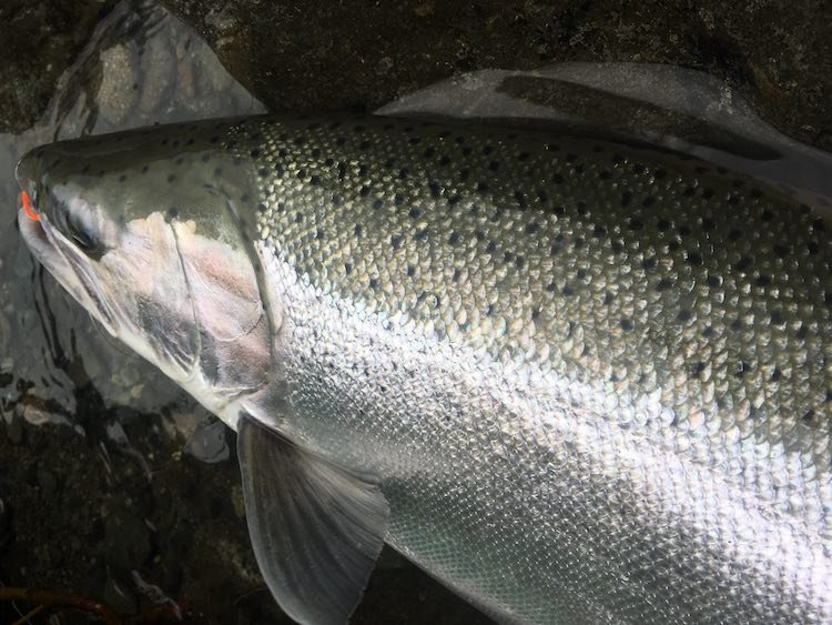 Chasing Chrome: Vancouver Island Steelhead
