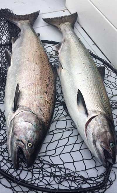 Chinook Salmon