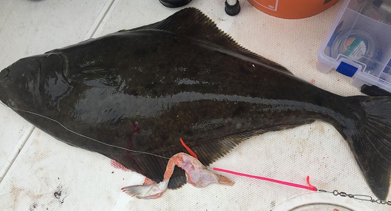 Halibut with salmon belly