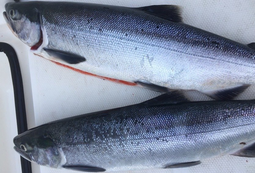 Sockeye Opens in Port Alberni Inlet May 1