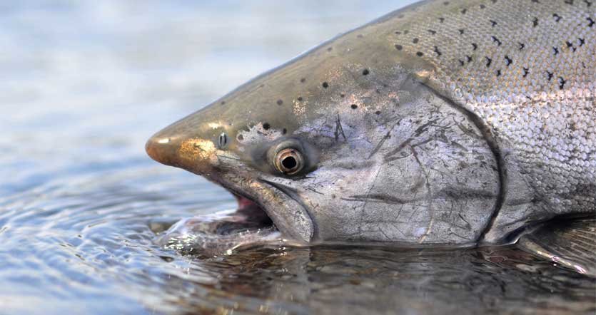 Chinook fishing on Vancouver Island