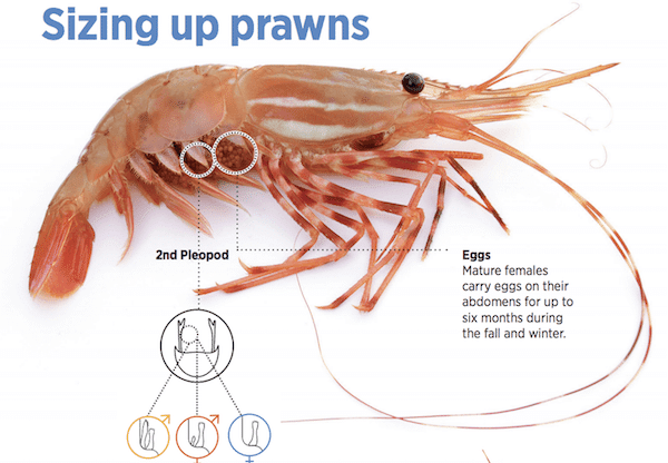 March 2018: Mandatory Release of Prawns with Eggs
