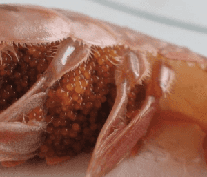 March 2018: Mandatory Release of Prawns with Eggs