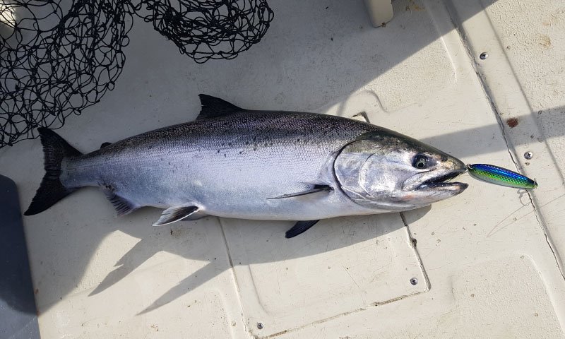 Winter Chinook with Prairie Spoon Trick