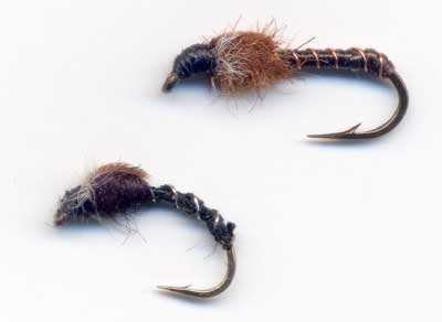 Basic Chironomids