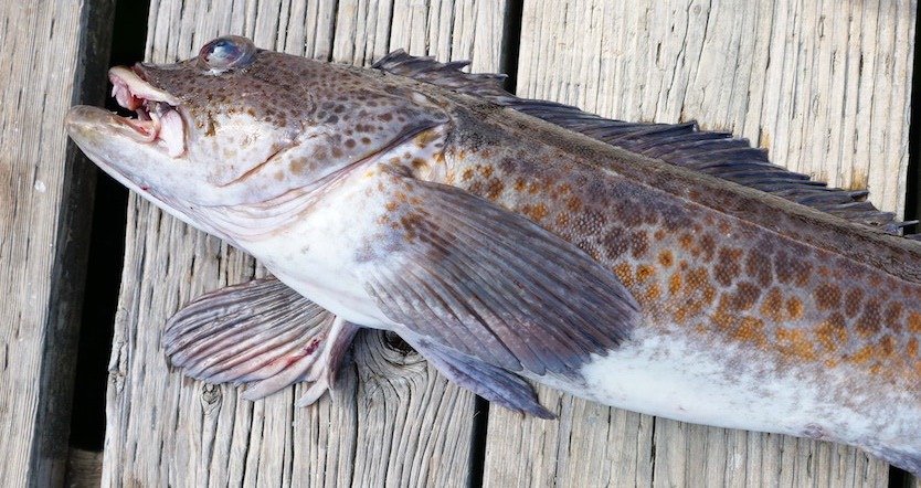 Pacific halibut caught off Vancouver Island lying on a wooden fishing dock.
