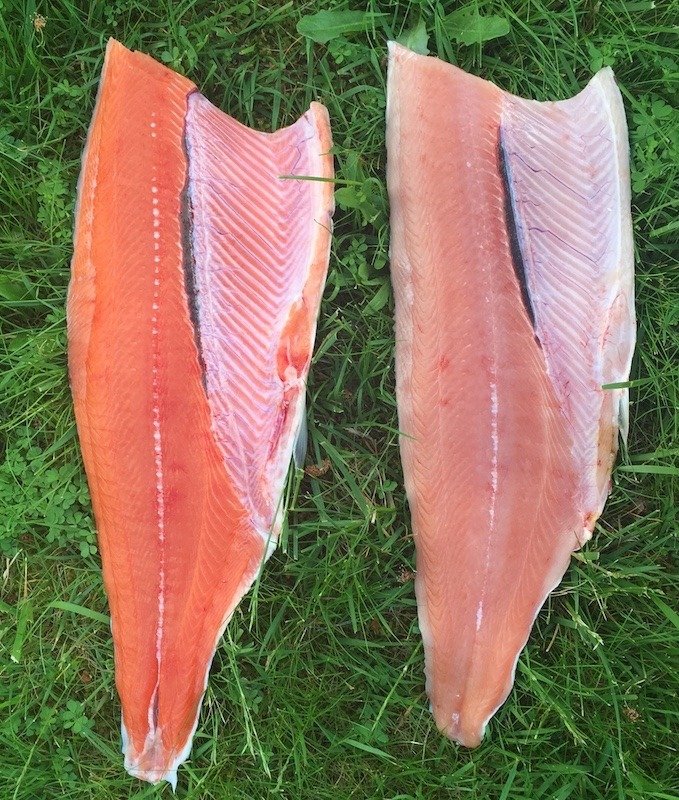 Red vs White Spring Salmon