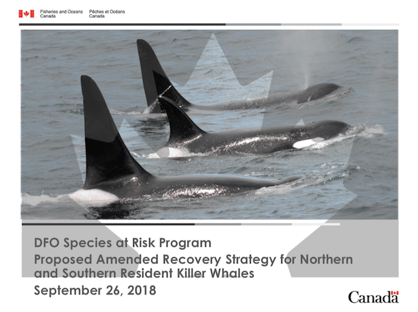 DFO Species at Risk Program: Proposed Amended Recovery Strategy for Northern and Southern Resident Killers Whales