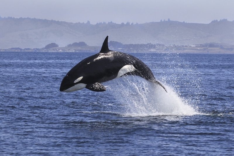 Orca whale breaching the surface of the water, displaying its distinctive black and white coloration against a backdrop of ocean waves.