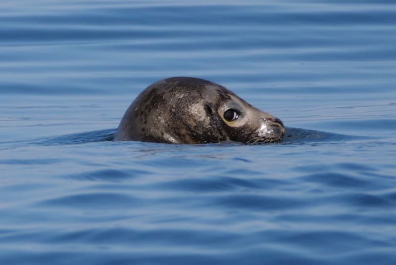A seal's head partially submerged in calm blue water, with its eye visible and a smooth surface surrounding it.