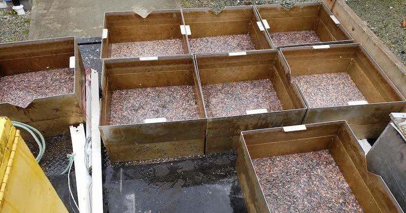 Multiple metal containers filled with small fish or fish scraps arranged in a grid pattern on a flat surface.