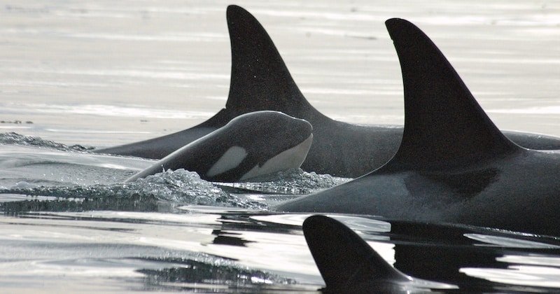 Group of orcas swimming in calm waters, showcasing their distinctive dorsal fins and smooth surfaces.