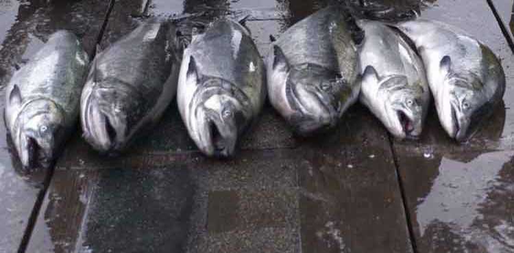 Fraser River Chinook Conservation Measures