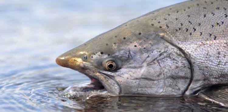 Southern BC Fishing Outlook 2019