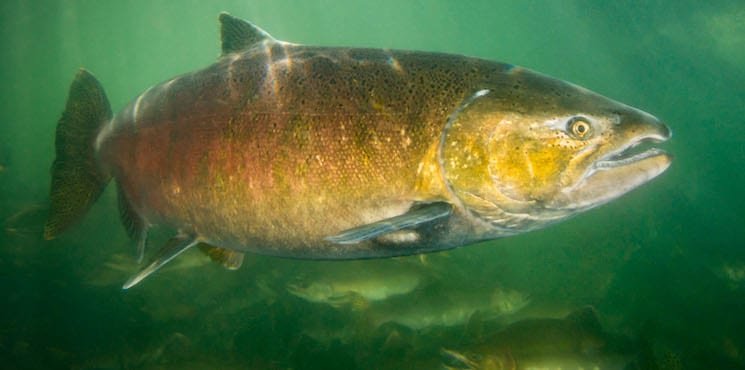 A colorful female Chinook salmon swimming underwater, displaying its distinctive markings and features in a natural aquatic environment.