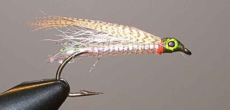 The Stickleback Minnow