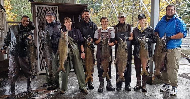 Canada Nature Strategy: Puntledge River Hatchery crew handling Chinook broodstock for salmon enhancement