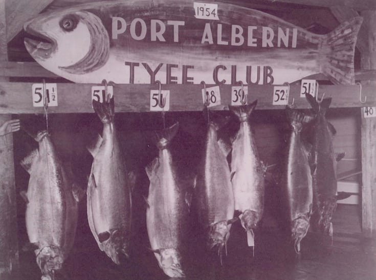 Collection of large fish displayed on a wooden rack with a sign reading 'Port Alberni Tyee Club' and the year '1954'.
