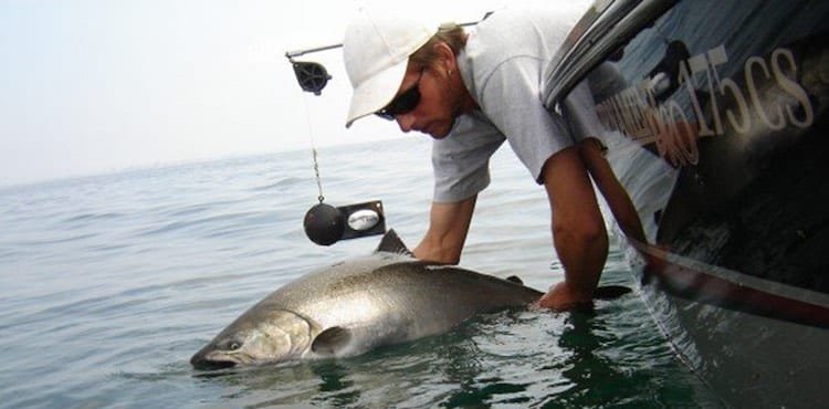 Angler releasing a large fish back into the water while on a boat, wearing sunglasses and a cap.