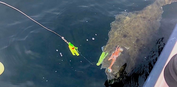 A fishing lure attached to a line in the water, with a large fish partially visible beneath the surface.