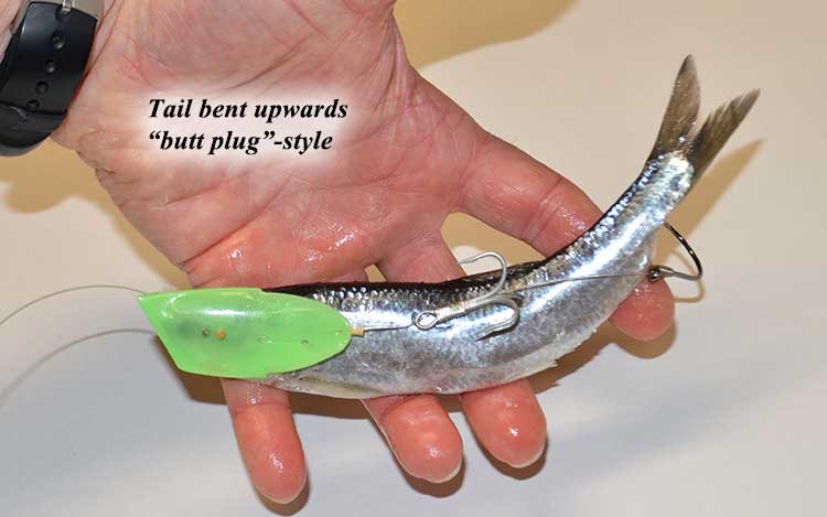 Tail Bent Upwards Butt-Plug Style