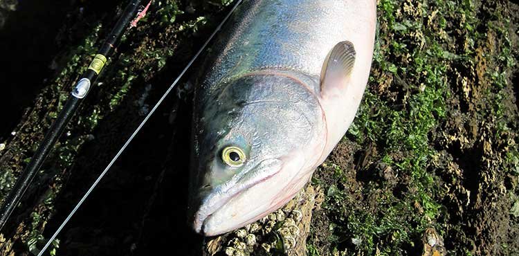 Pink Salmon