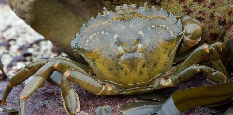 Invasive European Green Crab on the beach
