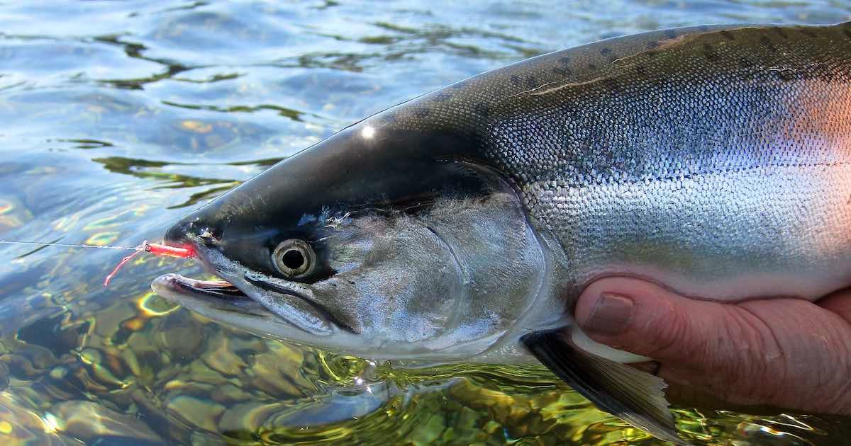 Angler catching Pink salmon in BC coastal waters