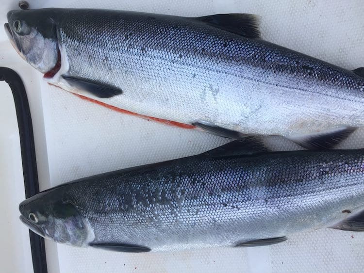Alberni Sockeye Closes July 14th at Midnight