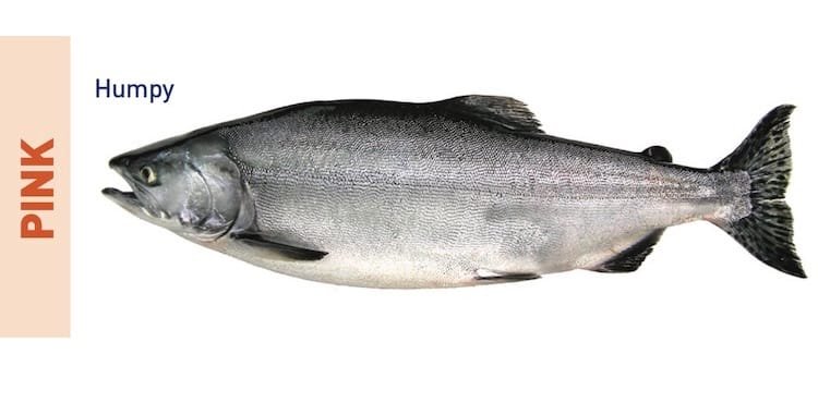 Pink salmon, also known as humpy, displayed with its distinctive features including a streamlined body and forked tail.