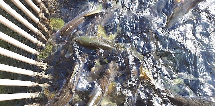 Group of salmon swimming in clear water, with sunlight reflecting off the surface and a wooden structure partially visible at the edge.