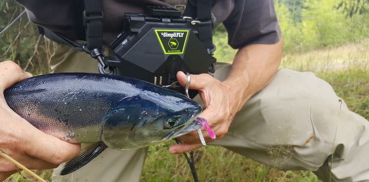 Close-up of a person holding a salmon fish with a fishing lure attached, showcasing the catch during a fishing activity.
