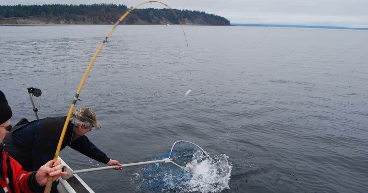 Person using a fishing net to catch a fish from the water while another person stands nearby on a boat.