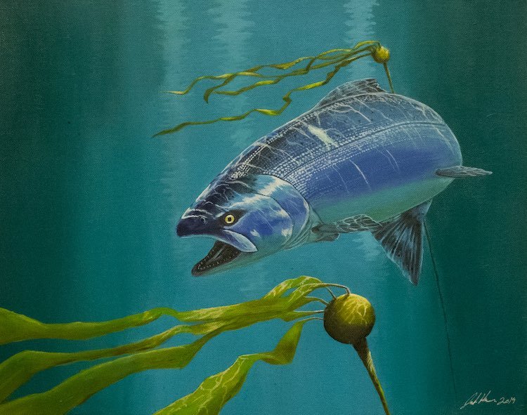 Realistic illustration of a salmon swimming among underwater plants, showcasing its detailed scales and open mouth.
