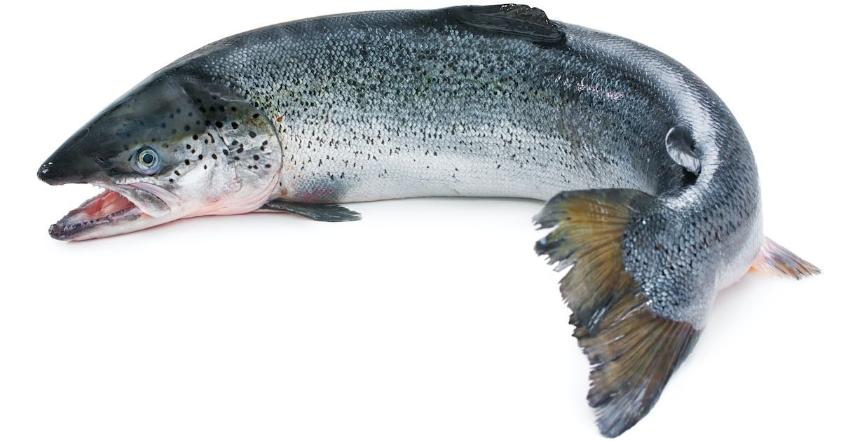 Atlantic salmon with a silver body and dark spots, positioned on a white background.