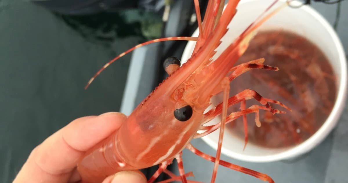 Close-up of a BC spot prawn held in a hand, showcasing its distinct orange color and long antennae, with a bucket of prawns in the background.