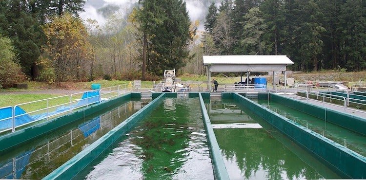 Aquaculture facility with multiple rectangular tanks filled with water, used for fish breeding and hatchery operations.