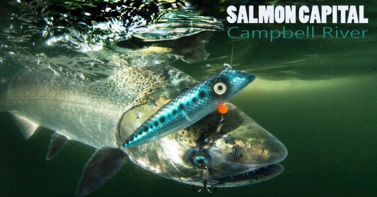 A salmon caught in water with a fishing lure attached, showcasing the aquatic environment of Campbell River, known as the Salmon Capital.