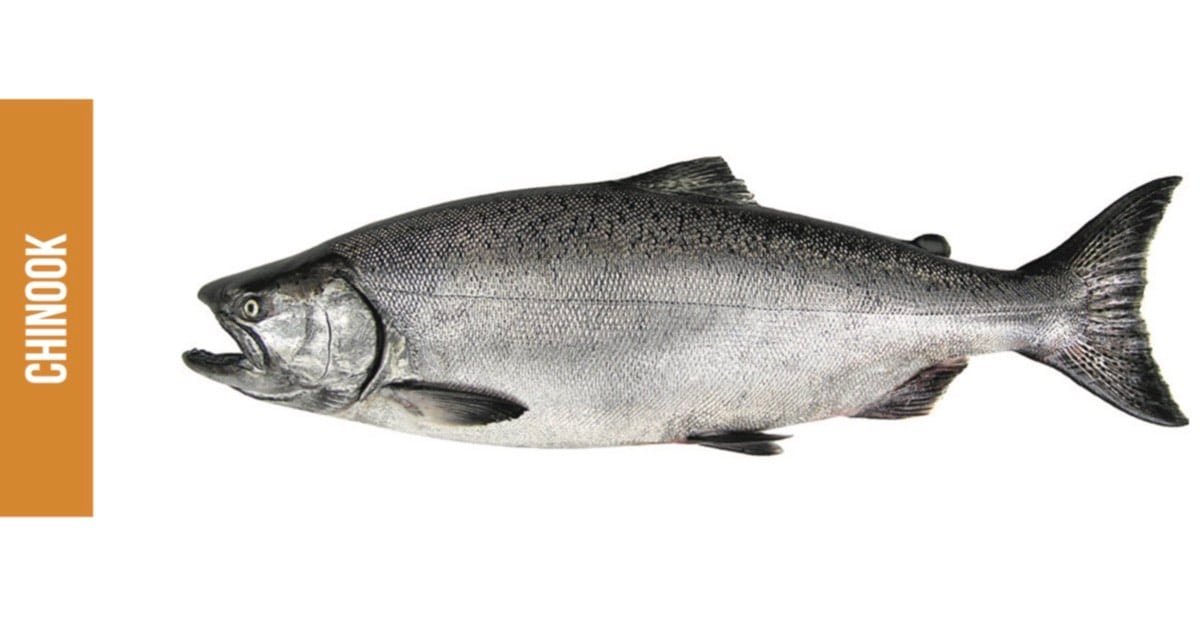 Chinook salmon displayed with a silver body and dark spots, showcasing its distinctive shape and features.