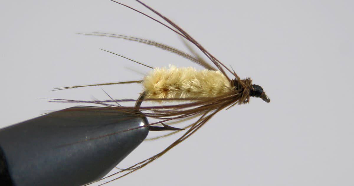 A close-up of a fishing fly with a light-colored body and long, dark hackle feathers attached to a hook.