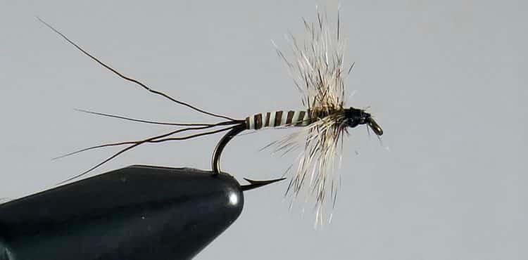 A detailed close-up of a fishing fly tied on a hook, featuring a striped body and long, delicate feathers.