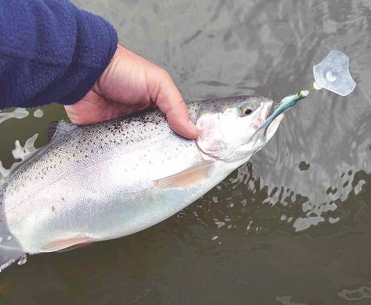 The Wigglefin Action Disc