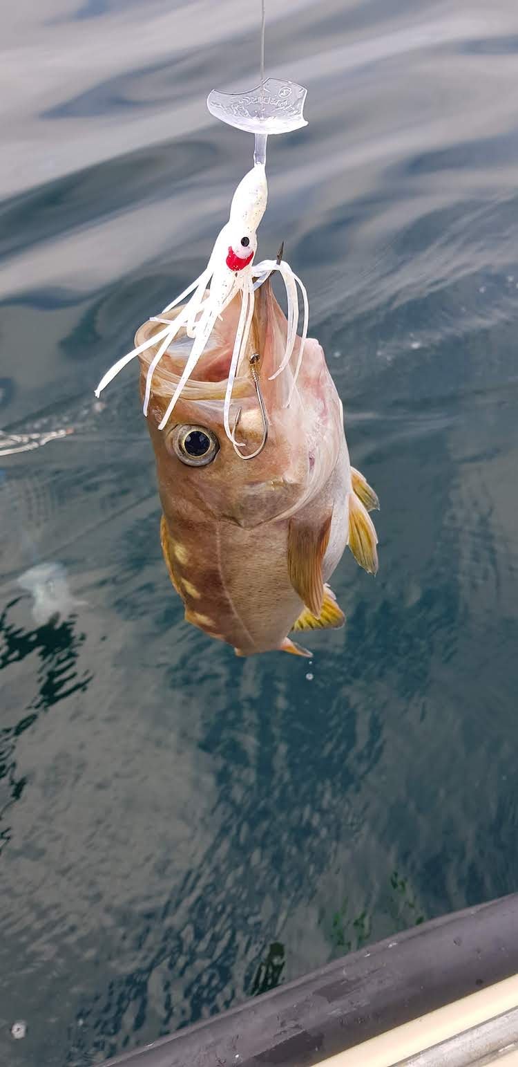 The Wigglefin Action Disc