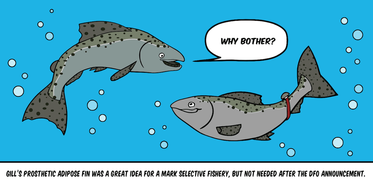 Two cartoon fish swimming with speech bubble saying 'Why bother?' One fish has a prosthetic adipose fin and the other does not.