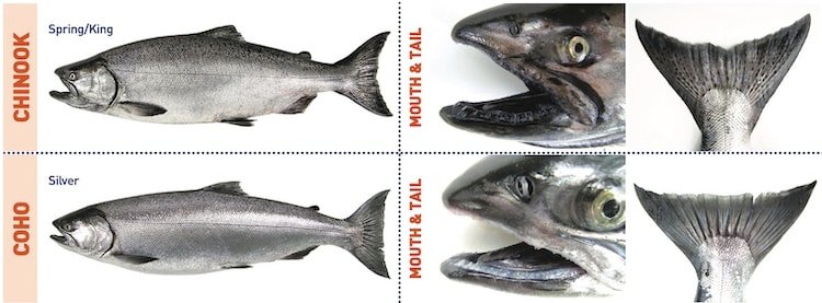 Early Coho in the Southern Gulf Islands