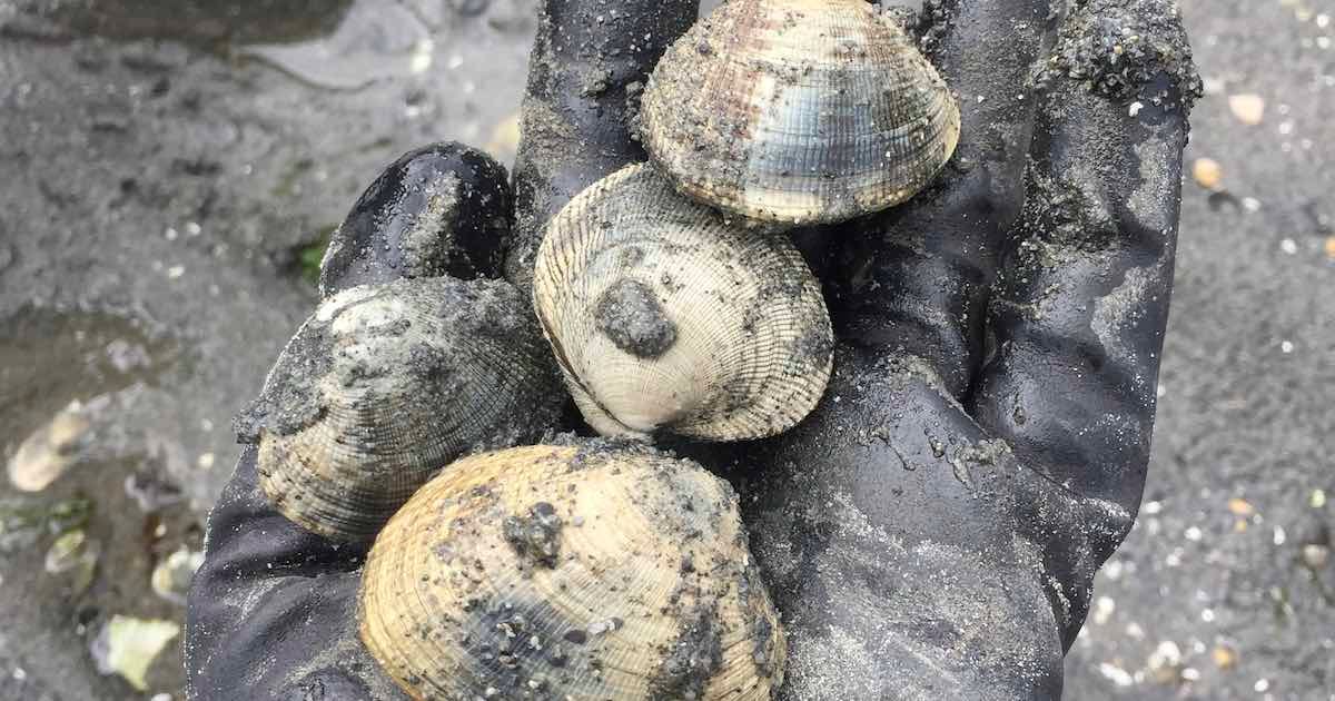 Four clams held in a gloved hand, covered in sand and dirt, showing their natural texture and color.