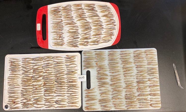 UVic Salmon Diet Study Going Strong, But Needs Your Help!